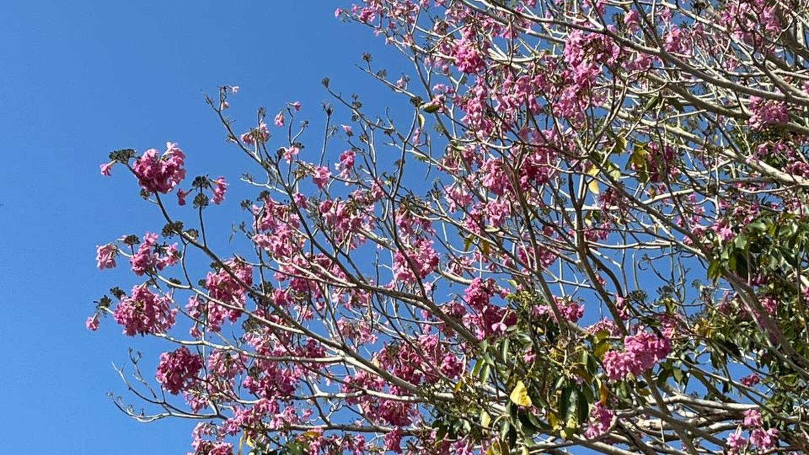 Đường hoa kèn hồng trên đường Hùng Vương ở Châu Thành, Sóc Trăng đang gây sốt check-in