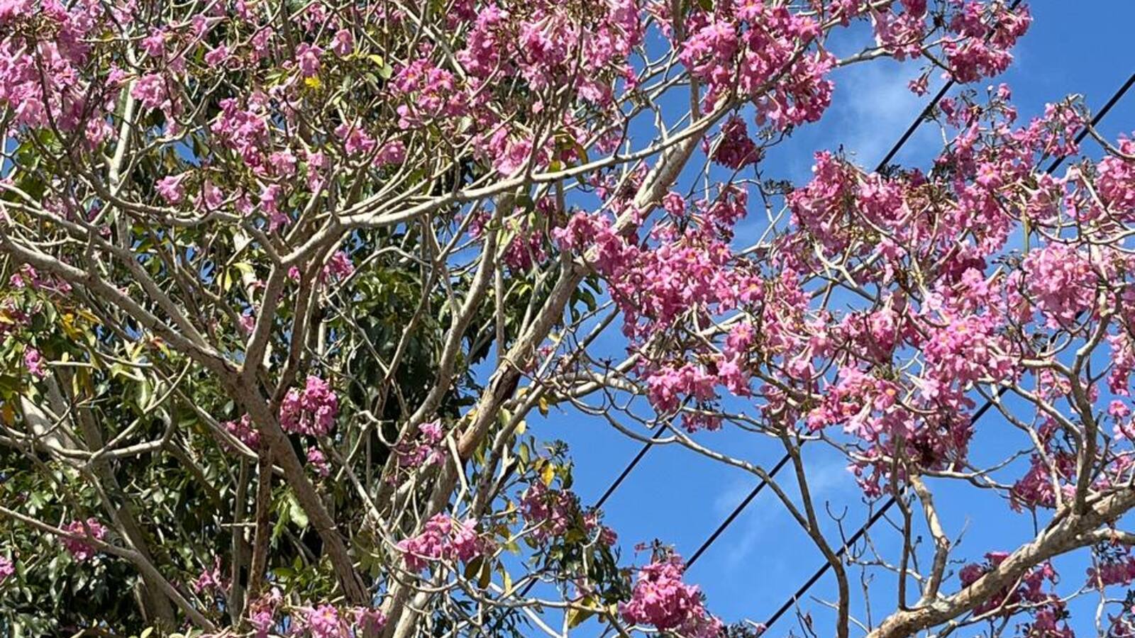 Nhiều người check-in tại đường hoa kèn hồng Châu Thành Sóc Trăng